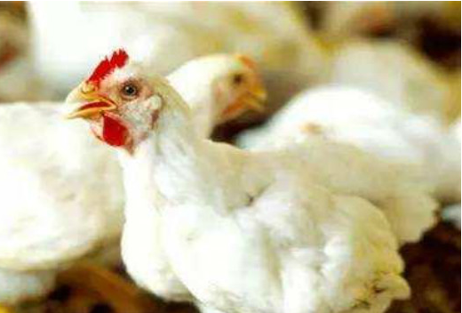 山东大力发展白羽肉鸡产业，弥补猪肉供应缺口！