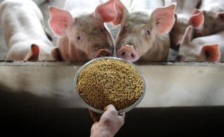 多地出台政策鼓励养猪，明年养猪的多吗？看完心中有数了
